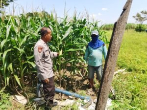Polsek Prambon Kontrol Lahan Jagung, Antisipasi Dampak Cuaca terhadap Ketahanan Pangan