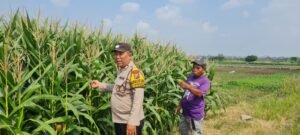 Polisi Sidoarjo Masif Dampingi Petani, Dukung Swasembada Pangan