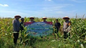 Panen Raya Jagung di Balongbendo, Wujud Dukungan Polri terhadap Ketahanan Pangan