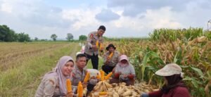 Polsek Tanggulangin Turun ke Sawah, Dampingi Panen Jagung 1 Hektar Bersama Petani Desa Randegan