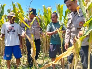 Dukung Swasembada Pangan, Polsek Prambon Terus Dampingi Petani