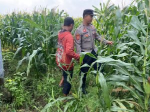Anggota Polsek Tarik Patroli Kamtibmas Sambil Cek Perkembangan Tanaman Jagung Petani
