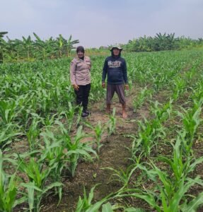 Polsek Gedangan bersama Petani Desa Punggul, Siap Optimalkan Panen Jagung