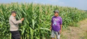 Tingkatkan Swasembada Pangan, Polsek Candi bersama Petani Kelola Lahan Jagung