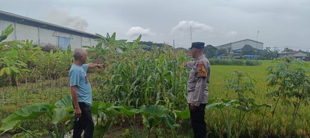 Bhabinkamtibmas Desa Kraton Pantau Pertumbuhan Jagung, Dukung Program Ketahanan Pangan Nasional