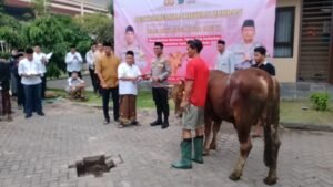 Polresta Sidoarjo Peringati Idul Adha 2026, Sembelih 19 Sapi dan 62 Kambing Qurban