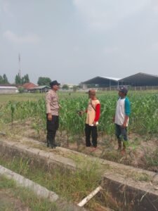 Polsek Sidoarjo Kota Cek Lahan Jagung di Desa Lebo, Dukung Program Ketahanan Pangan