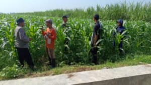 Polsek Balongbendo Kawal Perkembangan Jagung Hibrida untuk Swasembada Pangan