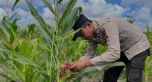 Polsek Jabon Pantau Perkembangan Tanaman Jagung di Tambak Kalisogo, Perkuat Ketahanan Pangan