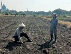 Polsek Taman Pantau Perkembangan Tanaman Jagung