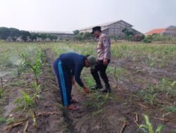 Polsek Sidoarjo Kota Intensif Dampingi Petani Jagung, Sukseskan Swasembada Pangan Nasiona