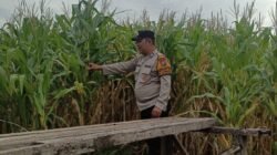 Bhabinkamtibmas Polsek Candi Pantau Pertumbuhan Jagung, Dukung Program Ketahanan Pangan