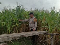 Bhabinkamtibmas Polsek Candi Pantau Pertumbuhan Jagung, Dukung Program Ketahanan Pangan