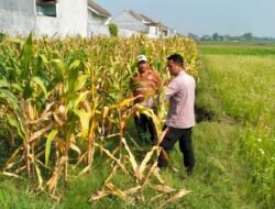 Jelang Panen Jagung, Polsek Wonoayu Berharap Mampu Dongkrak Swasembada Pangan