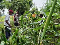 Cek Perkembangan Jagung, Polsek Krian Dukung Swasembada Pangan