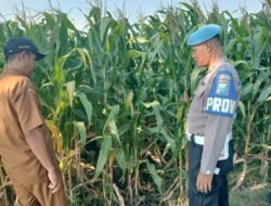Polisi Turun Bareng Perangkat Desa Cek Lahan Pertanian Jagung di Kecamatan Tarik