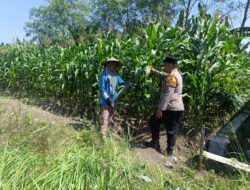 Optimalkan Ketahanan Pangan, Bhabinkamtibmas Polsek Candi Turun Langsung Pantau Pertumbuhan Jagung di Desa Durungbedug