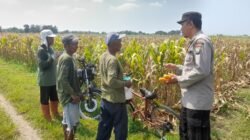 Kapolsek Prambon Masifkan Bhabinkamtibmas Sambang Petani, Guna Dongkrak Swasembada Pangan