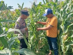 Jalin Kedekatan dengan Petani, Anggota Polsek Tarik Patroli dan Pantau Lahan Jagung untuk Ketahanan Pangan