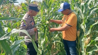 Jalin Kedekatan dengan Petani, Anggota Polsek Tarik Patroli dan Pantau Lahan Jagung untuk Ketahanan Pangan
