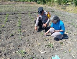 Polsek Taman Patroli Ketahanan Pangan Beri Semangat Petani Tingkatkan Panen