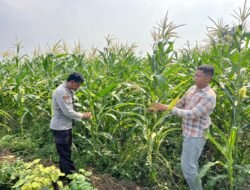 Polsek Krembung Progreskan Dampingi Petani Jagung, Dukung Program Ketahanan Pangan Nasional