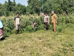 Polisi dan Petani Kelola Tanaman Jagung di Desa Kemantren, Untuk Peningkatan Swasembada Pangan