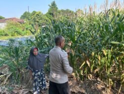 Jelang Panen, Polisi Pantau Tanaman Jagung Petani Binaan di Desa Bulang Prambon