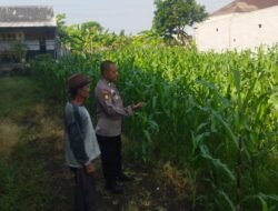 Polsek Sedati Dampingi Perawatan Jagung di Pekarangan Warga Desa Buncitan