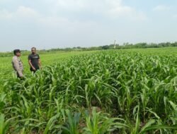 Maksimalkan Hasil Panen, Bhabinkamtibmas Polsek Wonoayu dan Petani Pantau Perkembangan Tanaman Jagung