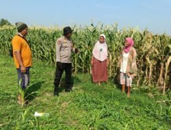 Swasembada Pangan Nasional dengan Kelola Lahan Jagung di Balongbendo
