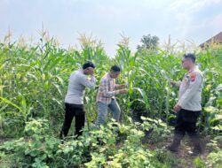 Polsek Krembung Dampingi Petani Rawat Tanaman Jagung, Dukung Program Ketahanan Pangan