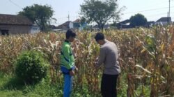 Polisi Pantau Lahan Jagung Siap Panen di Prambon, Dukung Ketahanan Pangan