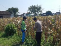 Polisi Pantau Lahan Jagung Siap Panen di Prambon, Dukung Ketahanan Pangan