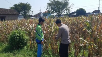 Polisi Pantau Lahan Jagung Siap Panen di Prambon, Dukung Ketahanan Pangan