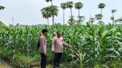 Perkuat Ketahanan Pangan, Polsek Jabon Cek Perkembangan Tanaman Jagung