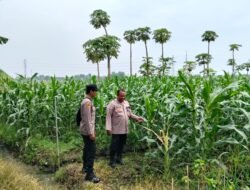 Perkuat Ketahanan Pangan, Polsek Jabon Cek Perkembangan Tanaman Jagung