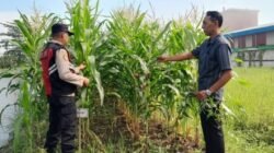 Bhabinkamtibmas Desa Keboharan Optimalkan Ketahanan Pangan Lahan Jagung