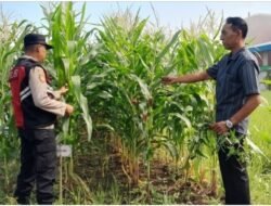 Bhabinkamtibmas Desa Keboharan Optimalkan Ketahanan Pangan Lahan Jagung