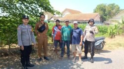 Polsek Balongbendo Ajak Petani Perhatikan Perkembangan Jagung Hibrida di Desa Singkalan