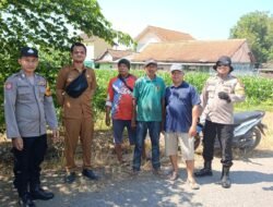 Polsek Balongbendo Ajak Petani Perhatikan Perkembangan Jagung Hibrida di Desa Singkalan