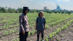 Program Ketahanan Pangan, Polsek Taman Cek Pertumbuhan Jagung di Lahan Lingkar Mas