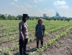 Program Ketahanan Pangan, Polsek Taman Cek Pertumbuhan Jagung di Lahan Lingkar Mas