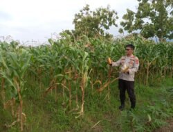 Polsek Krembung Intensifkan Pendampingan Lahan Jagung, Dukung Swasembada Pangan