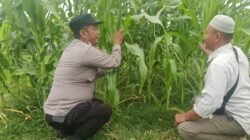 Polsek Tanggulangin Dukung Ketahanan Pangan, Sambangi Kebun Jagung Hibrida di Desa Ketegan