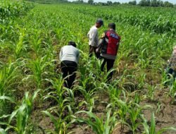 Polsek Balongbendo Semangati Petani untuk Keberhasilan Panen, Sukseskan Swasembada Pangan