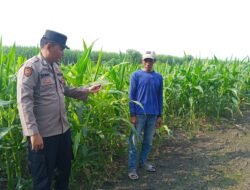 Polsek Krembung Dampingi Petani Kembangkan Lahan Jagung untuk Swasembada Pangan