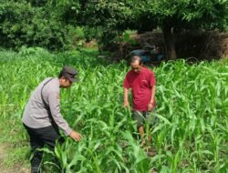 Demi Asta Cita,Polsek Jabon Dampingi Petani Kelola Lahan Jagung, Wujud Nyata Dukung Swasembada Pangan Nasional