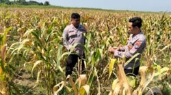 Panen Jagung di Desa Bulang, Polisi Dampingi Petani Sukseskan Ketahanan Pangan