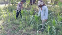 Polsek Krian Cek Pertumbuhan Jagung di Desa Junwangi, Sukseskan Swasembada Pangan